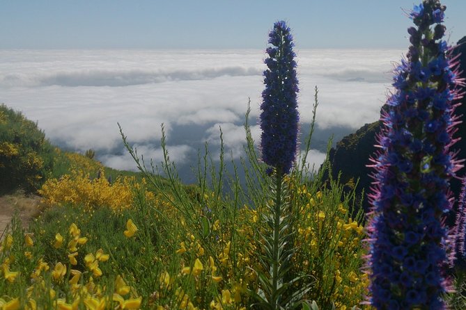 Achadas Teixeira- Pico Ruivo -& Pico pedras/Queimadas forest walk - Should you book the Achadas Teixeira to Pico Ruivo mountain walk right now?