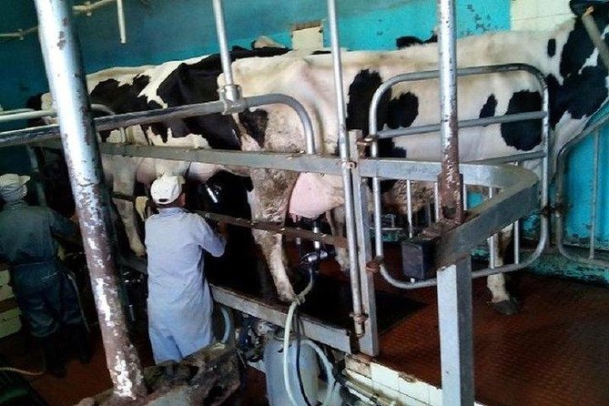 Agriculture Green Tour - Cows, milk, and Madeira cheese: dairy farm time with context