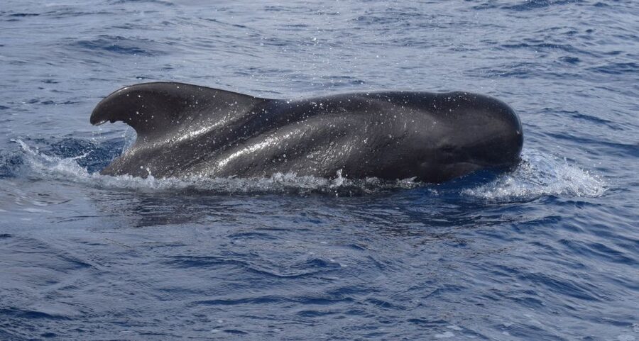 All Inclusive Whale and Dolphin Watching Luxury Tour - Key points to know before you go