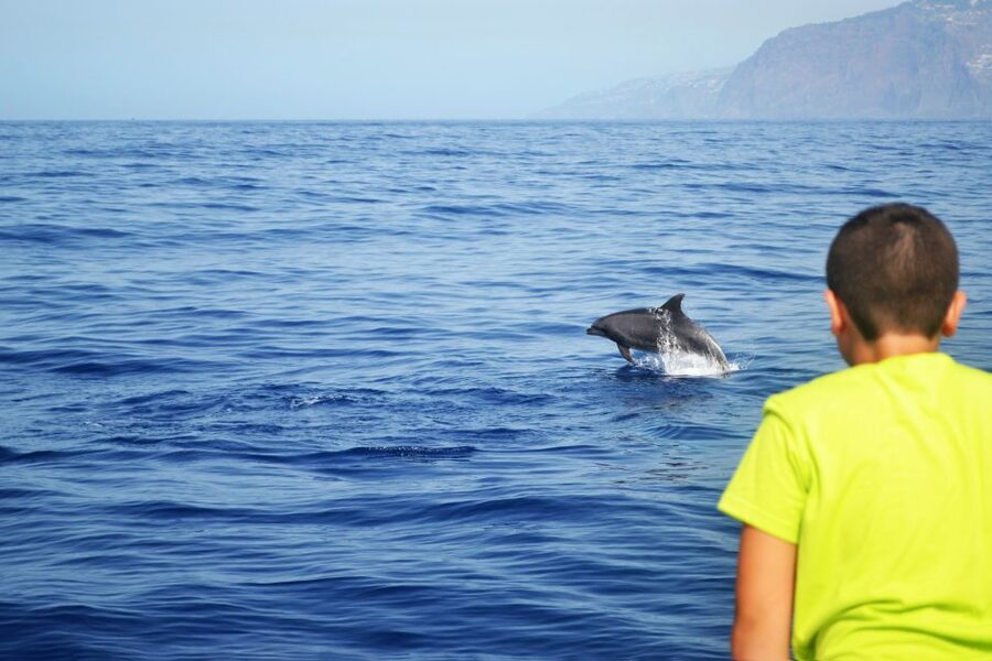 All Inclusive Whale and Dolphin Watching Luxury Tour - Practical tips to improve your day at sea