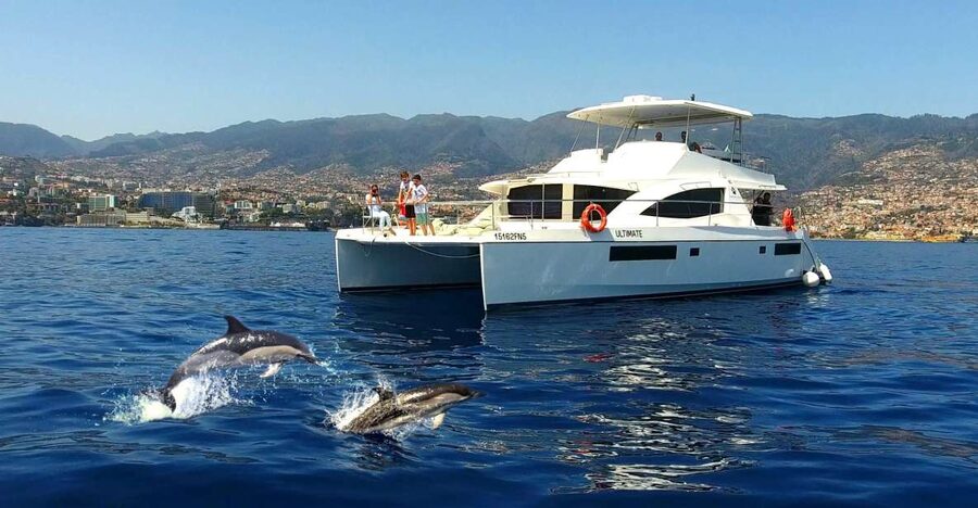 All Inclusive Whale and Dolphin Watching Luxury Tour - How the boat finds dolphins, whales, and turtles (and what “effort” looks like)