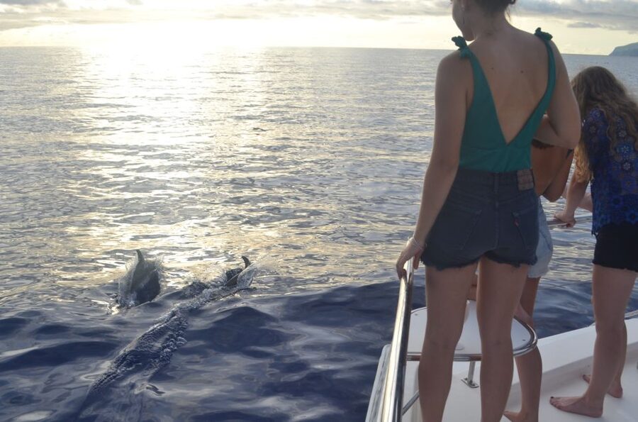 All Inclusive Whale and Dolphin Watching Luxury Tour - Open bar, snacks, and the “VIP” feeling you can actually feel