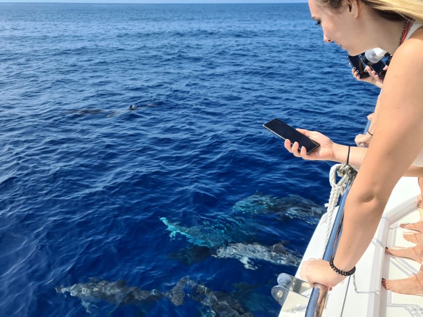 All Inclusive Whale and Dolphin Watching Luxury Tour - Catamaran comfort and seasickness reality checks