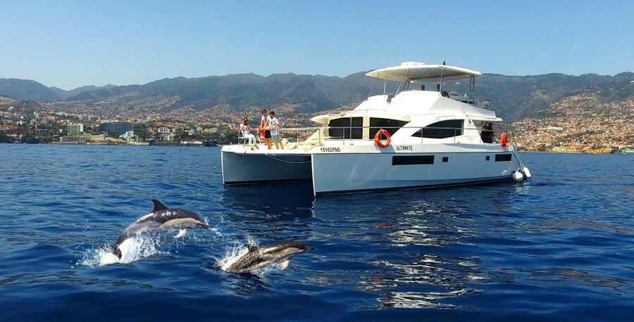 All Inclusive Whale and Dolphin Watching Luxury Tour - Finding VipDolphins and stepping onto a catamaran that feels like a treat