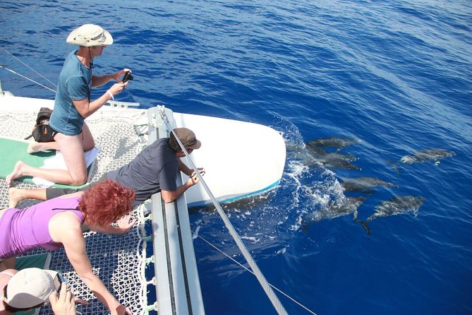 Arieiro Peak and Cristo Rei 4x4 Experience + Dolphins Watching - Price and Value: What You’re Really Paying For