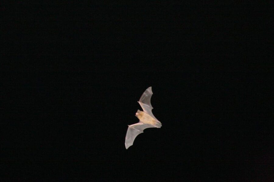 Bat Watching Madeira - Madeira at Night, Listening First, Seeing Second