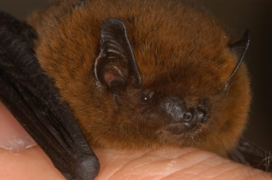 Bat Watching Madeira - Who This Tour Fits Best (And Who Might Skip It)