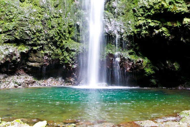 Caldeirão Verde Levada (PR 9) - Guided Madeira Levada Walk - Stop 2 in the Laurissilva forest: rare species talk that keeps the walk interesting