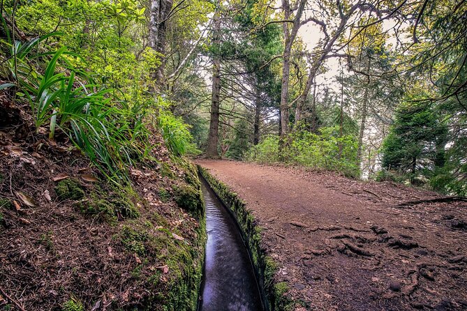 Caldeirão Verde Levadas Walk in Madeira - The morning flow: pickup, briefing, then into the forest