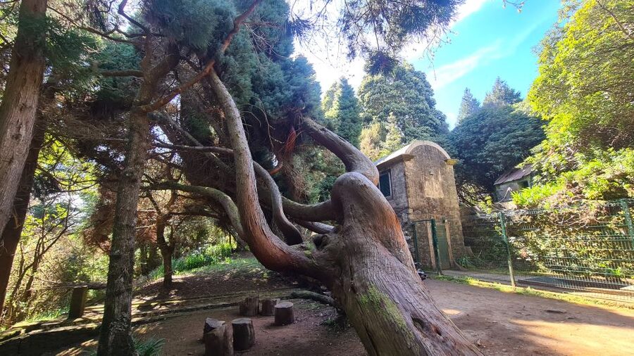 Camacha: Levada Trail e-Bike Guided Tour - The Oak-Filled Descent Back Toward Camacha