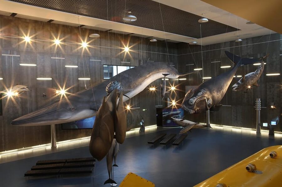 Caniçal : Madeira Whale Museum Entry ticket - Key highlights to look for