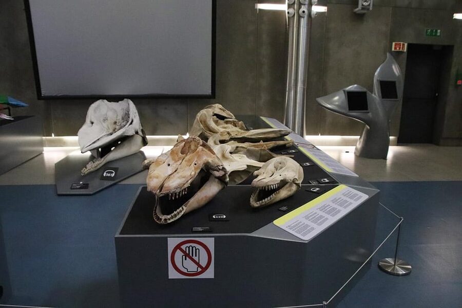 Caniçal : Madeira Whale Museum Entry ticket - The museum’s research and conservation side, made understandable