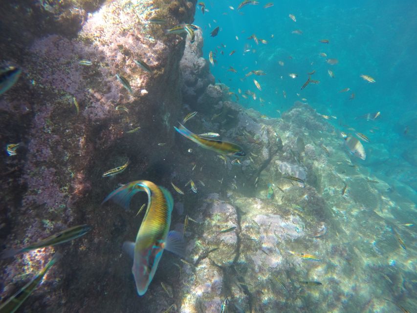 Caniço, Madeira: Marine Reserve Kayak & Snorkelling Tour - FAQ