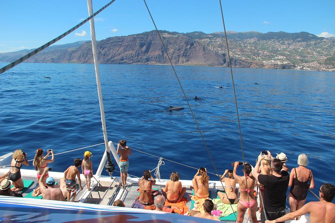 Catamaran Sunset Cruise from Funchal - Wildlife sightings: what you can hope for, and how to watch smarter
