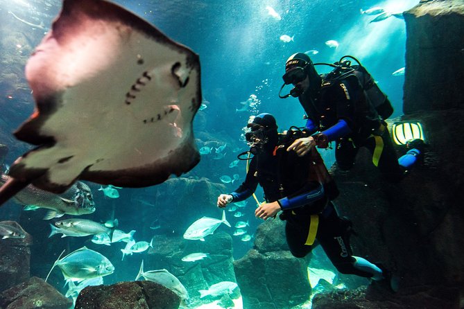 Diving in the Madeira Aquarium - Why This Madeira Aquarium Scuba Session Feels Like a Private Class