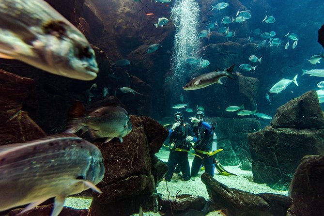 Diving in the Madeira Aquarium - Aquario da Madeira: Orientation and the Technical Tour That Adds Context