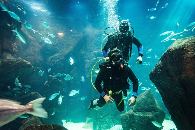 Diving in the Madeira Aquarium - The Main Tank at Aquario da Madeira: 6 m Deep and 500,000 Liters of Water