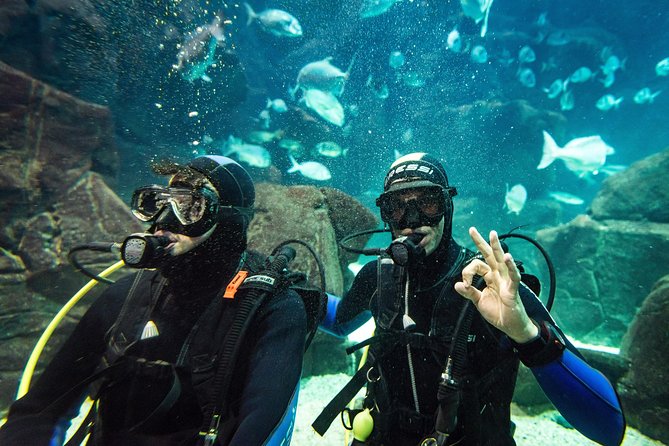 Diving in the Madeira Aquarium - Price and Value: Is $163.33 Worth It?