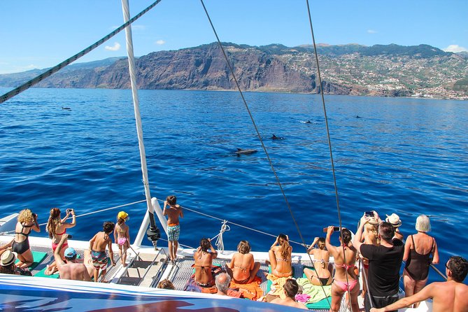 Dolphin and Whale Watching Catamaran Cruise from Funchal - Why This Funchal Catamaran Cruise Makes Sense