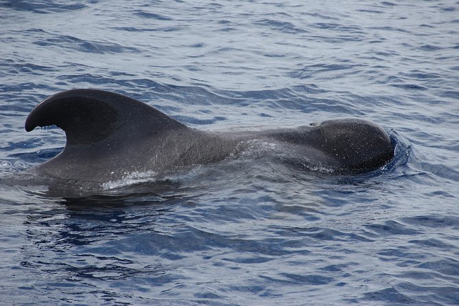 Dolphin and Whale Watching Catamaran Cruise from Funchal - The Cabo Girão Swim Stop: Worth Dressing for