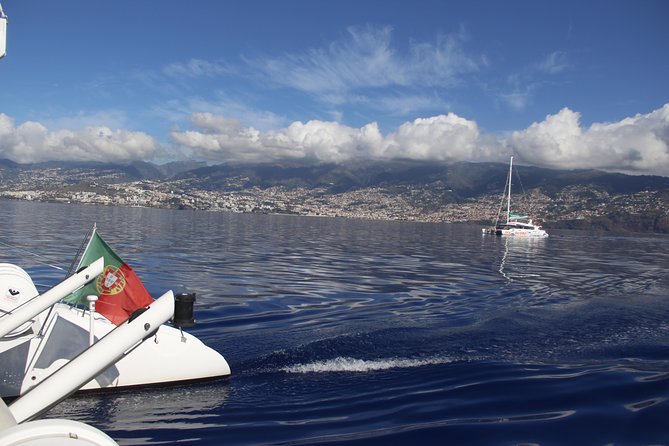 Dolphin and Whale Watching Catamaran Cruise from Funchal - On-Board Comfort: Space, Motion, and the Bar