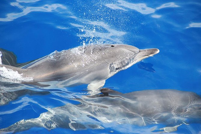 Dolphin and Whale Watching Catamaran Cruise from Funchal - Price and Value: Is $48.27 a Good Deal?