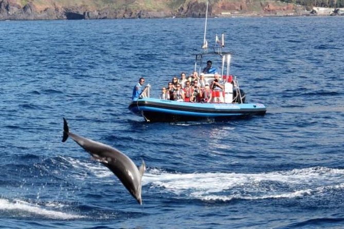 Dolphin - Whale - Turtle - Bird Watching - Seeing dolphins, whales, turtles, and birds: what to realistically expect