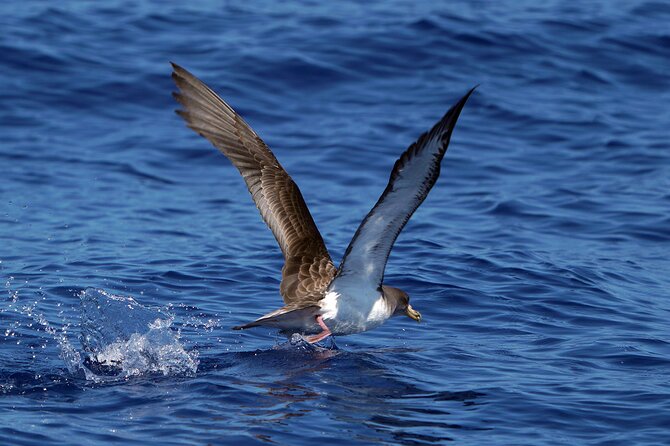Dolphin - Whale - Turtle - Bird Watching - Ethical viewing and the “don’t invade their space” mindset