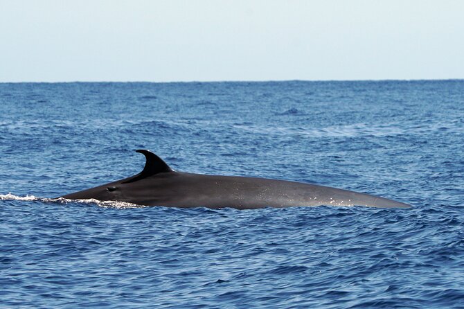 Dolphin - Whale - Turtle - Bird Watching - The guides matter: Clara, Natasha, and the “why” behind the spotting