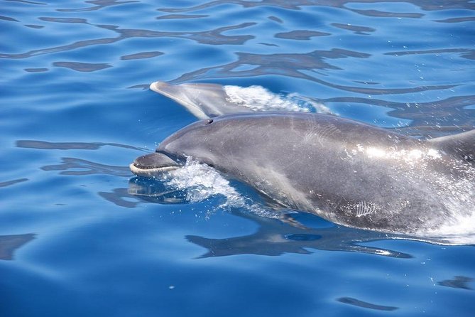Dolphin - Whale - Turtle - Bird Watching - Price value check: is $60.49 worth it?