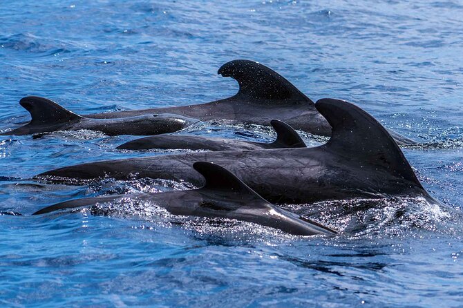 Dolphin - Whale - Turtle - Bird Watching - What to pack so the trip stays fun, not miserable