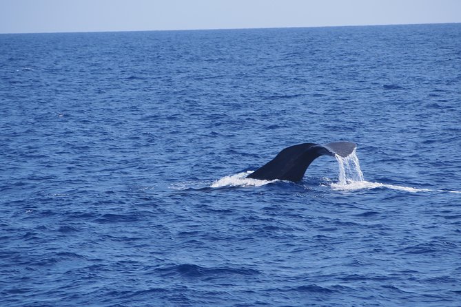 Dolphin - Whale - Turtle - Bird Watching - Your 2 hours at sea: how the route usually works