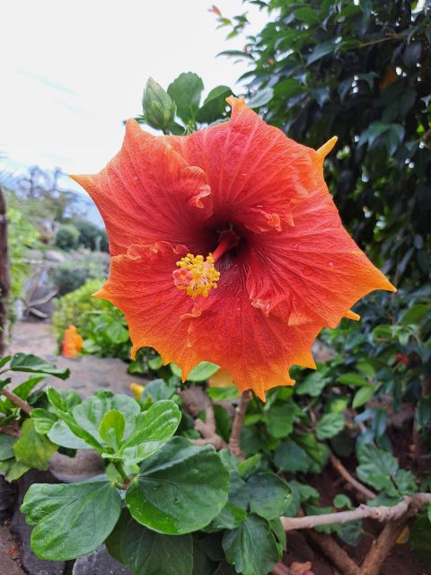 EAST MADEIRA:,Peaks, Forest walk,Thatched Roofs, Rum factory - Four moods of Madeira in one minibus ride