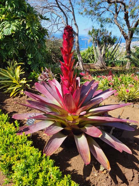East Side of Madeira – Elegant Alternative to 4x4 Adventures - Meet Your Crew, and Learn the Island Instead of Just Seeing It