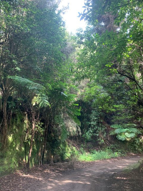 East Tour: Classic jeep tour to East Madeira - Santana - Herb and fruit stops, plus why the guide matters on small roads