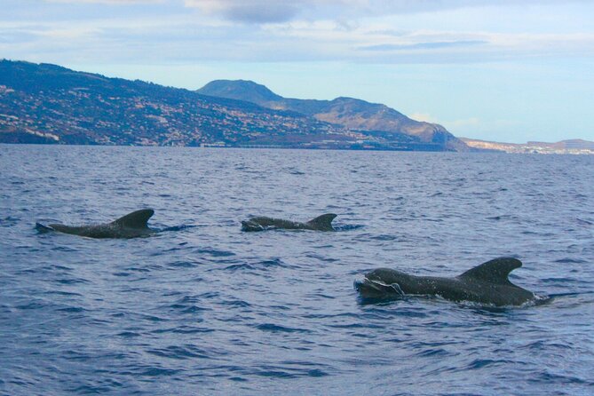 Eco-Friendly Catamaran Dolphin and Whale Watching - Price and Value, Is $42.34 a Fair Deal?