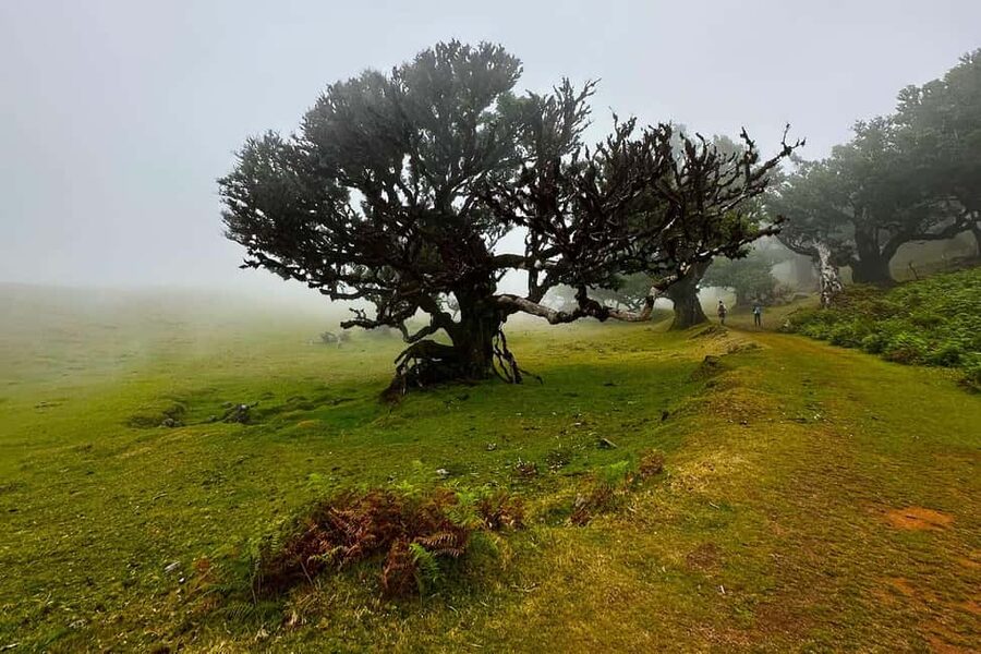 Fanal / Assobiadores - Levada Walk - Key Points You’ll Care About