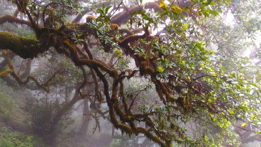 Fanal / Assobiadores - Levada Walk - Food Rules and a Practical Packing List for This Route