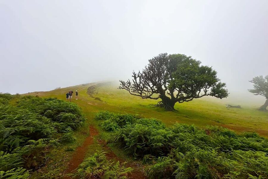 Fanal / Assobiadores - Levada Walk - Why This Paul da Serra to Fanal Walk Feels Worth Your Time