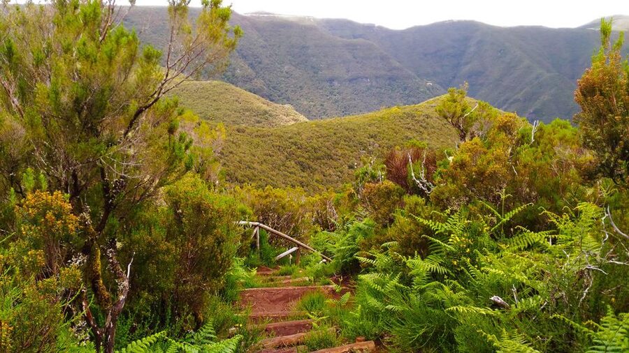 Fanal / Assobiadores - Levada Walk - Viewpoints Over Ribeira da Janela Valley