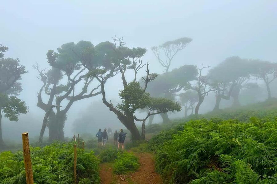Fanal / Assobiadores - Levada Walk - Chão da Ribeira Stops, Where the Trail Feels Like a Place