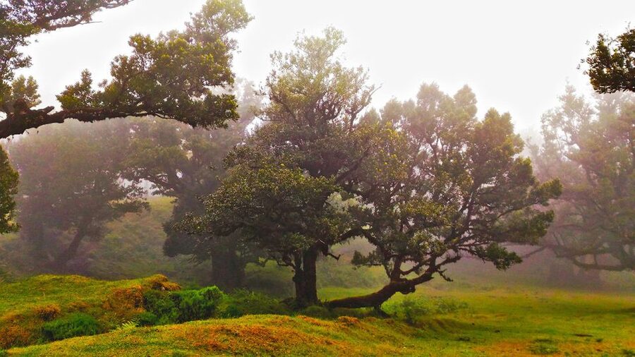 Fanal / Assobiadores - Levada Walk - Arriving at Fanal: Atmosphere, Trees, and That Madeira Feeling