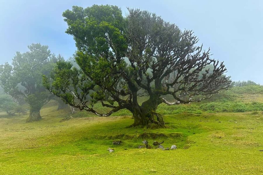 Fanal / Assobiadores - Levada Walk - What You’ll Get from the Guide (And Why It’s a Big Deal)
