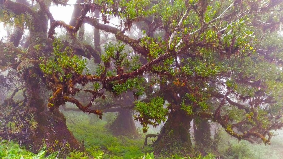Fanal / Assobiadores - Levada Walk - Price and Value: What You Really Get for About $50