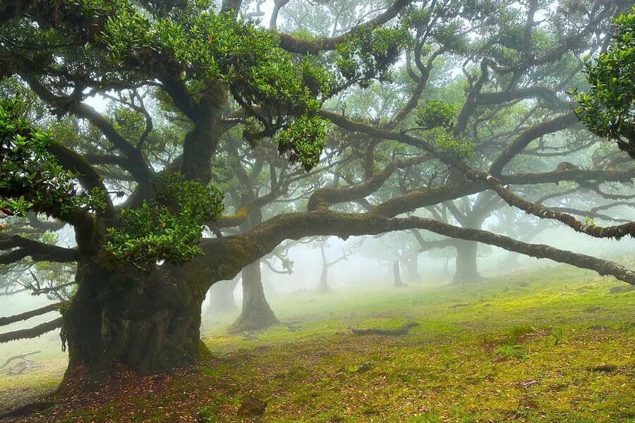 Fanal / Assobiadores - Levada Walk - The 8-Hour Rhythm, Starting at Paul da Serra Plateau