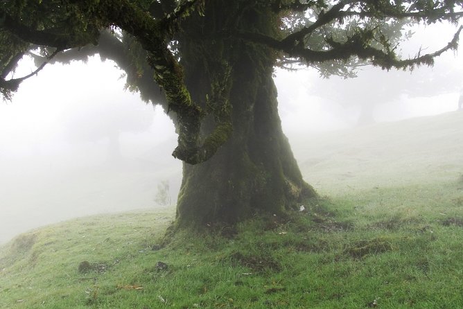 Fanal -Enchanted Forest - Key points to know before you go