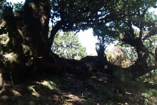 Fanal -Enchanted Forest - How the 2 to 3 hours usually unfold