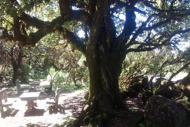 Fanal -Enchanted Forest - Your guide matters more than you think