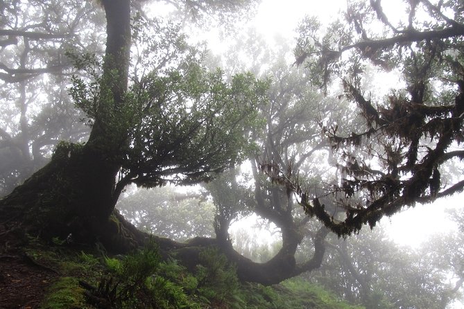 Fanal -Enchanted Forest - Price and value: is $72.41 per person worth it?