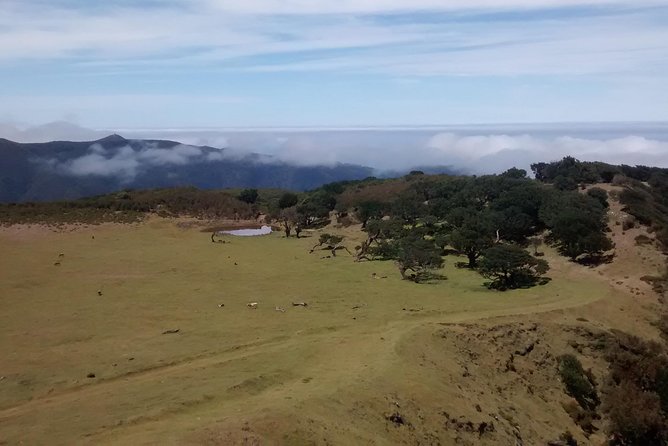 Fanal -Enchanted Forest - North-coast magic, without the tourist chaos